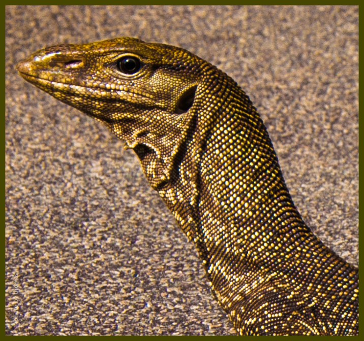Portrait of a Lizard